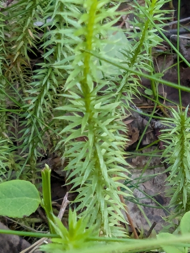 interrupted clubmoss