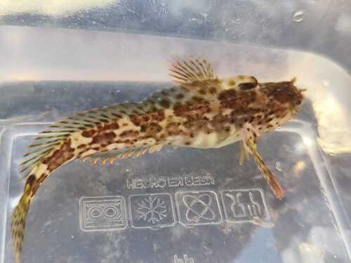 Peruvian blenny (Hypsoblennius sordidus) — Blenniidae — 3