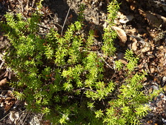 Hypericum empetrifolium