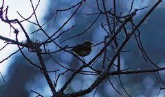 Myioborus melanocephalus