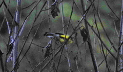Myioborus melanocephalus