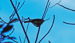 Myioborus melanocephalus