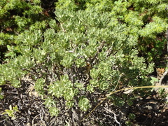 Thymelaea tartonraira argentea