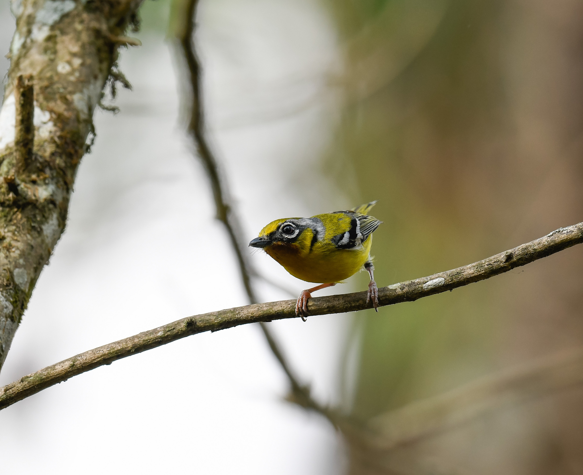 Black-eared Shrike-babbler (Pteruthius melanotis), photo 8
