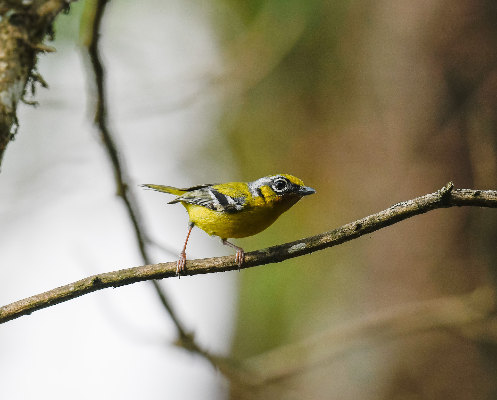 Black-eared Shrike-babbler (Pteruthius melanotis), photo 7