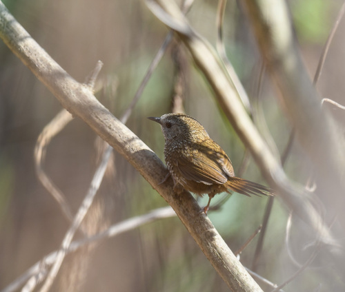 Chin Hills Wren-Babbler (Spelaeornis oatesi)