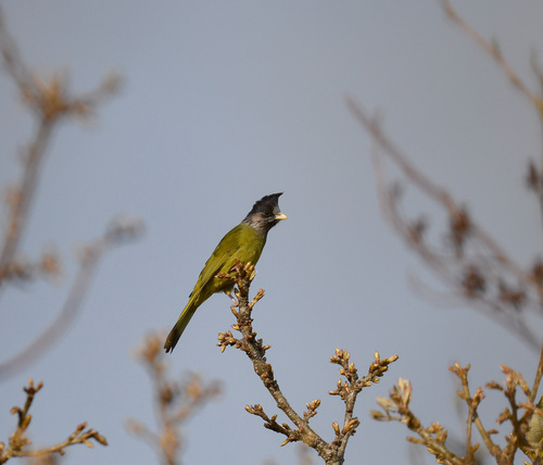 Crested Finchbill (Spizixos canifrons), photo 10