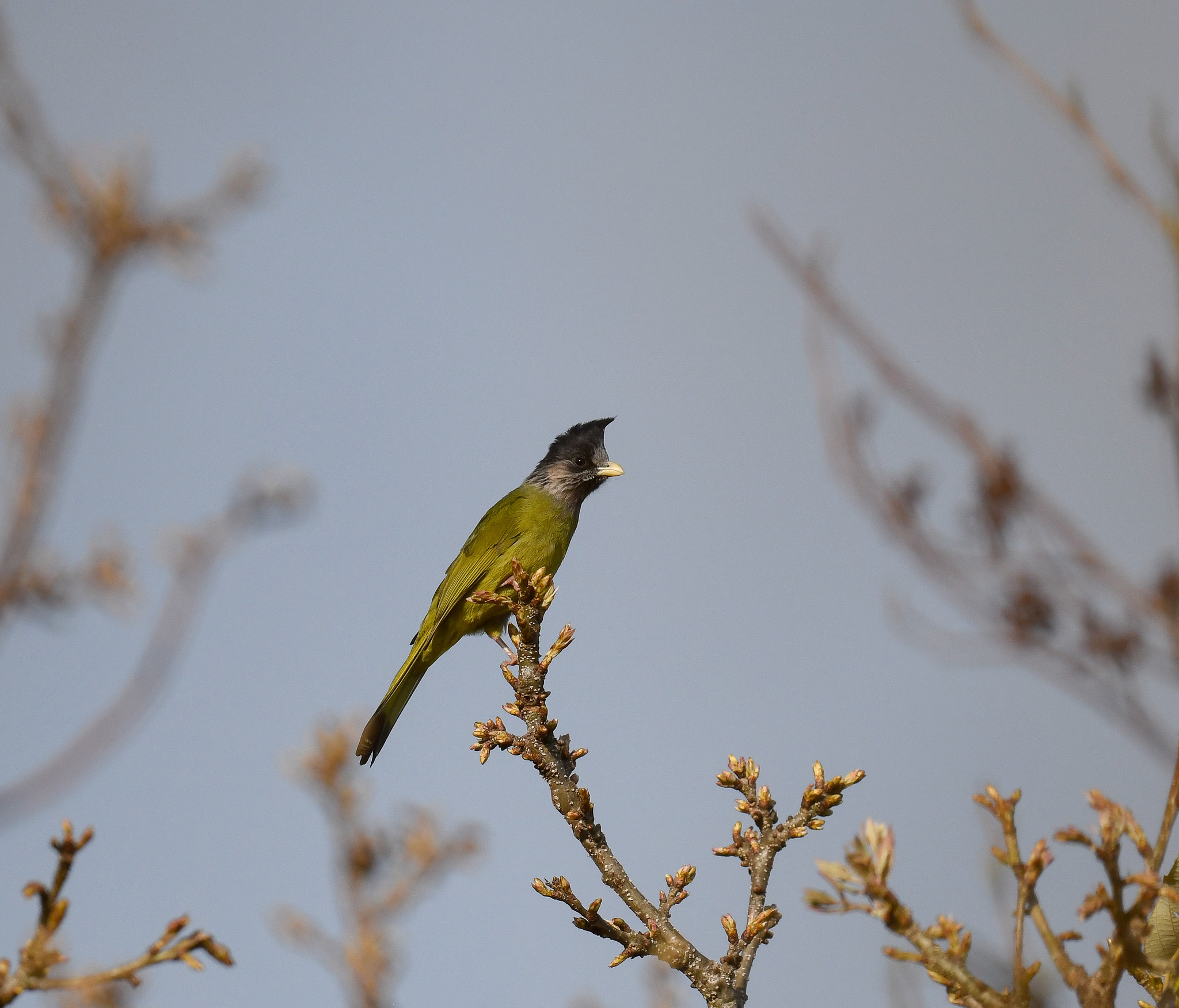 Crested Finchbill (Spizixos canifrons), photo 10