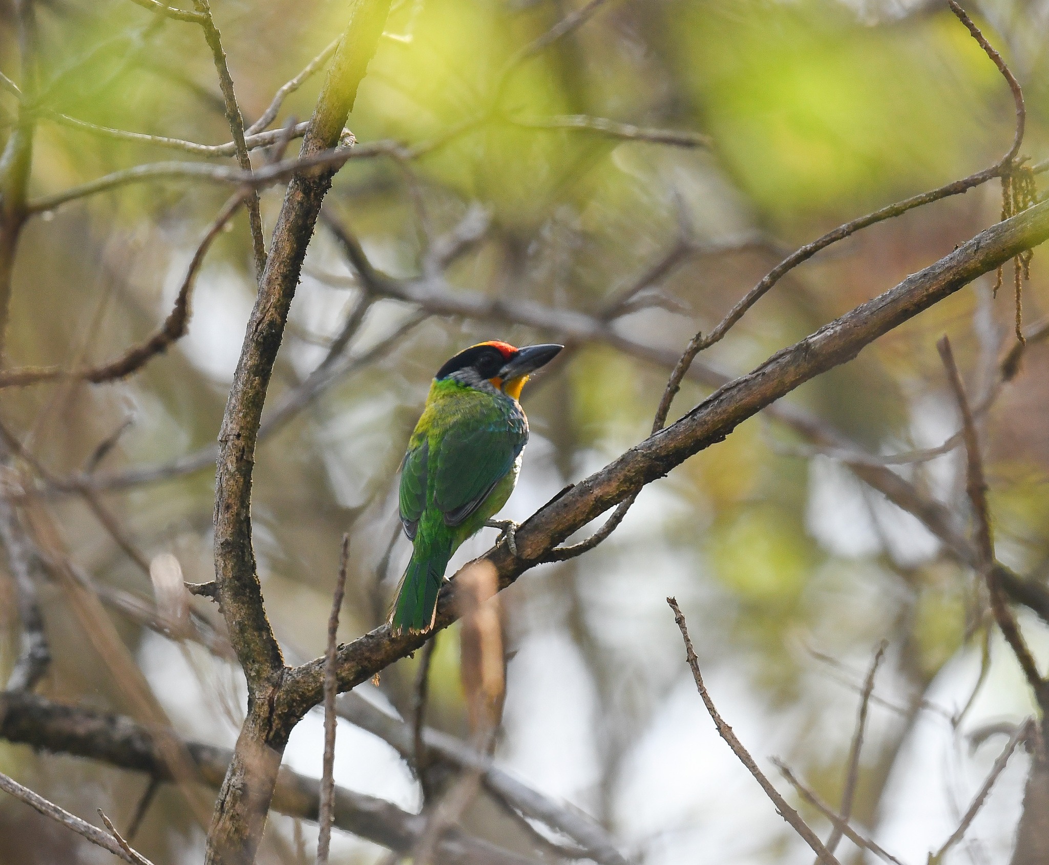 Golden-throated Barbet (Psilopogon franklinii)