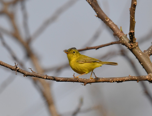 Grey-crowned Warbler (Phylloscopus tephrocephalus), photo 4