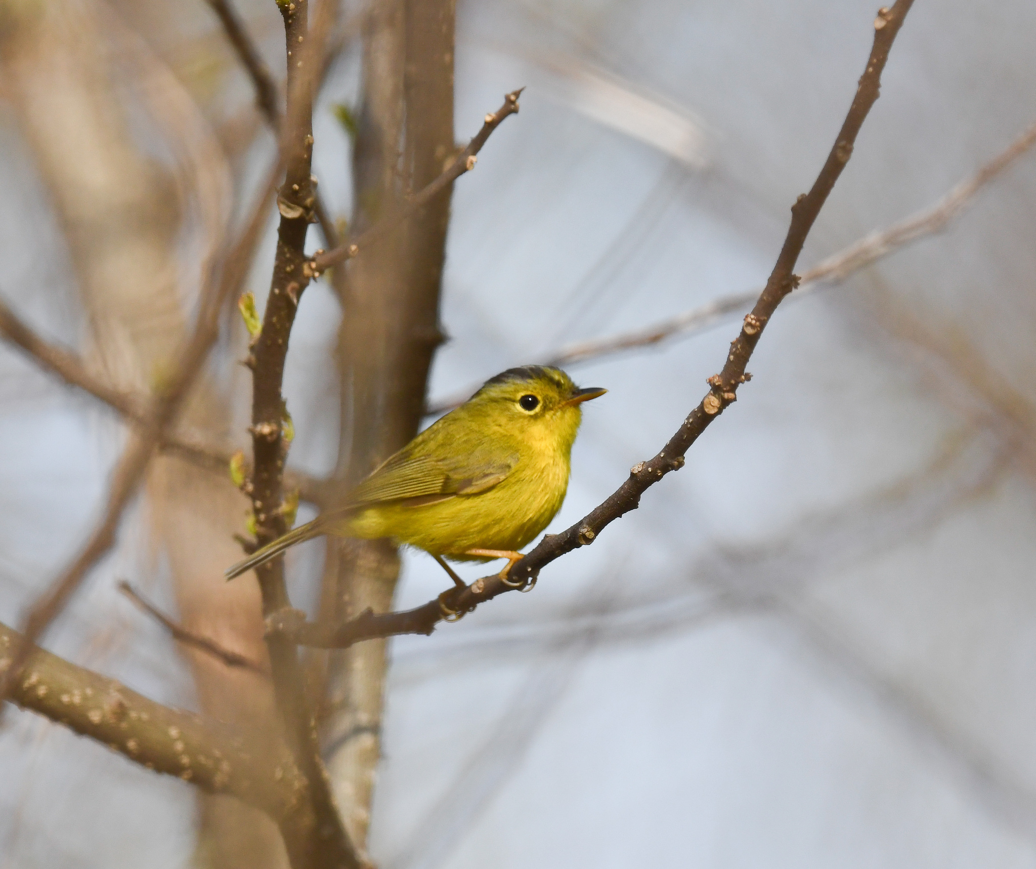 Grey-crowned Warbler (Phylloscopus tephrocephalus)