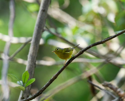 Grey-crowned Warbler (Phylloscopus tephrocephalus), photo 8