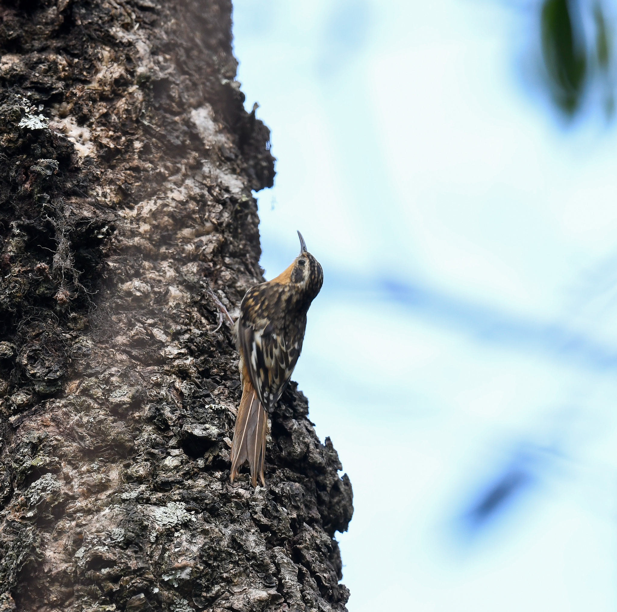 Hume's Treecreeper (Certhia manipurensis), photo 6