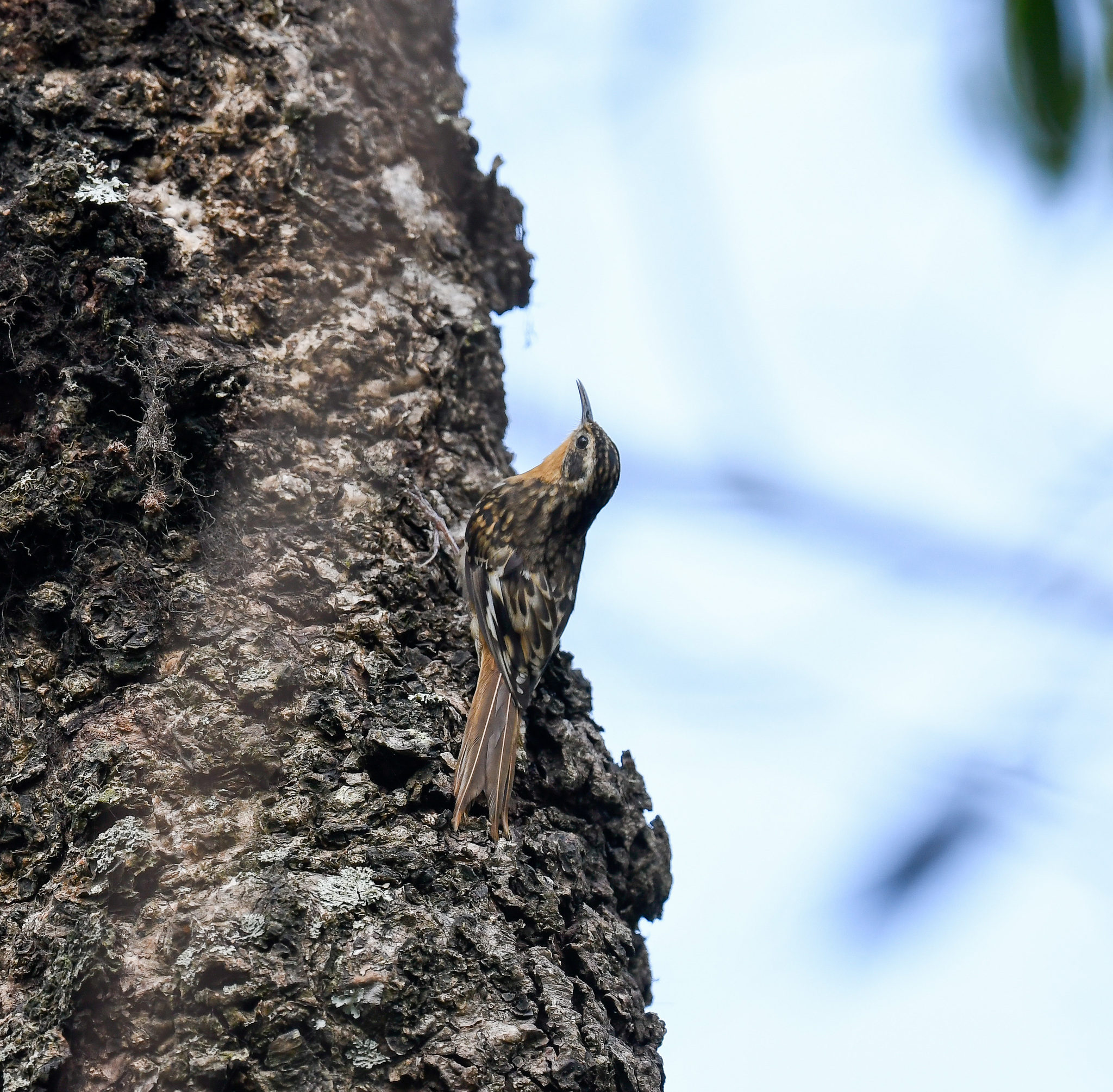 Hume's Treecreeper (Certhia manipurensis), photo 7