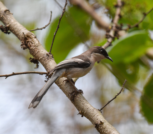 Grey Sibia (Heterophasia gracilis), photo 6