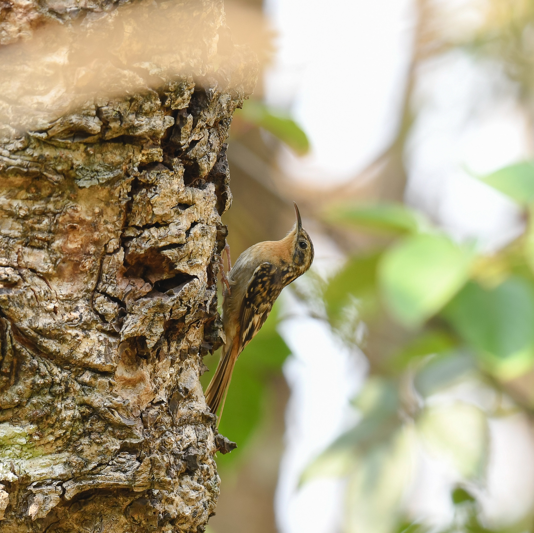 Hume's Treecreeper (Certhia manipurensis), photo 8