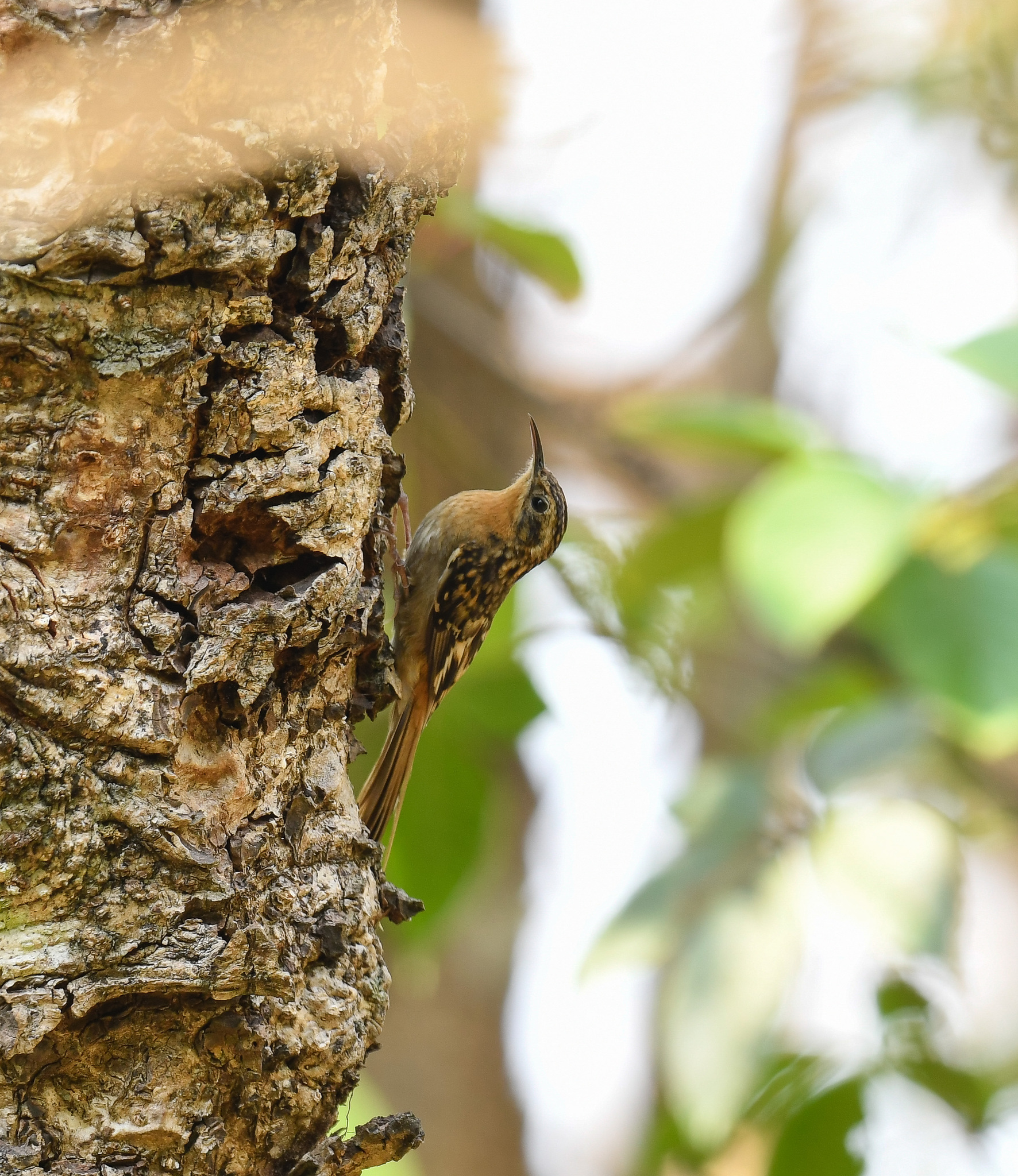 Hume's Treecreeper (Certhia manipurensis), photo 9