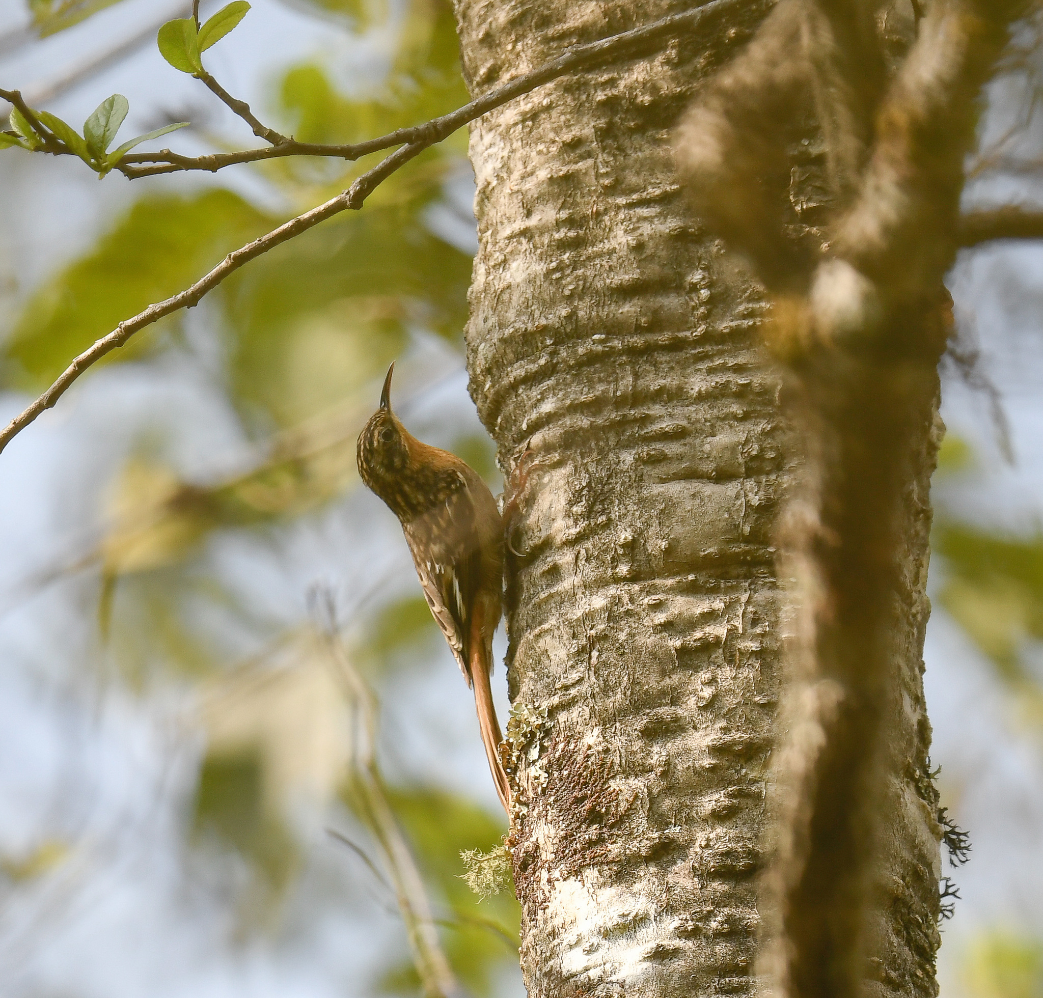 Hume's Treecreeper (Certhia manipurensis), photo 10
