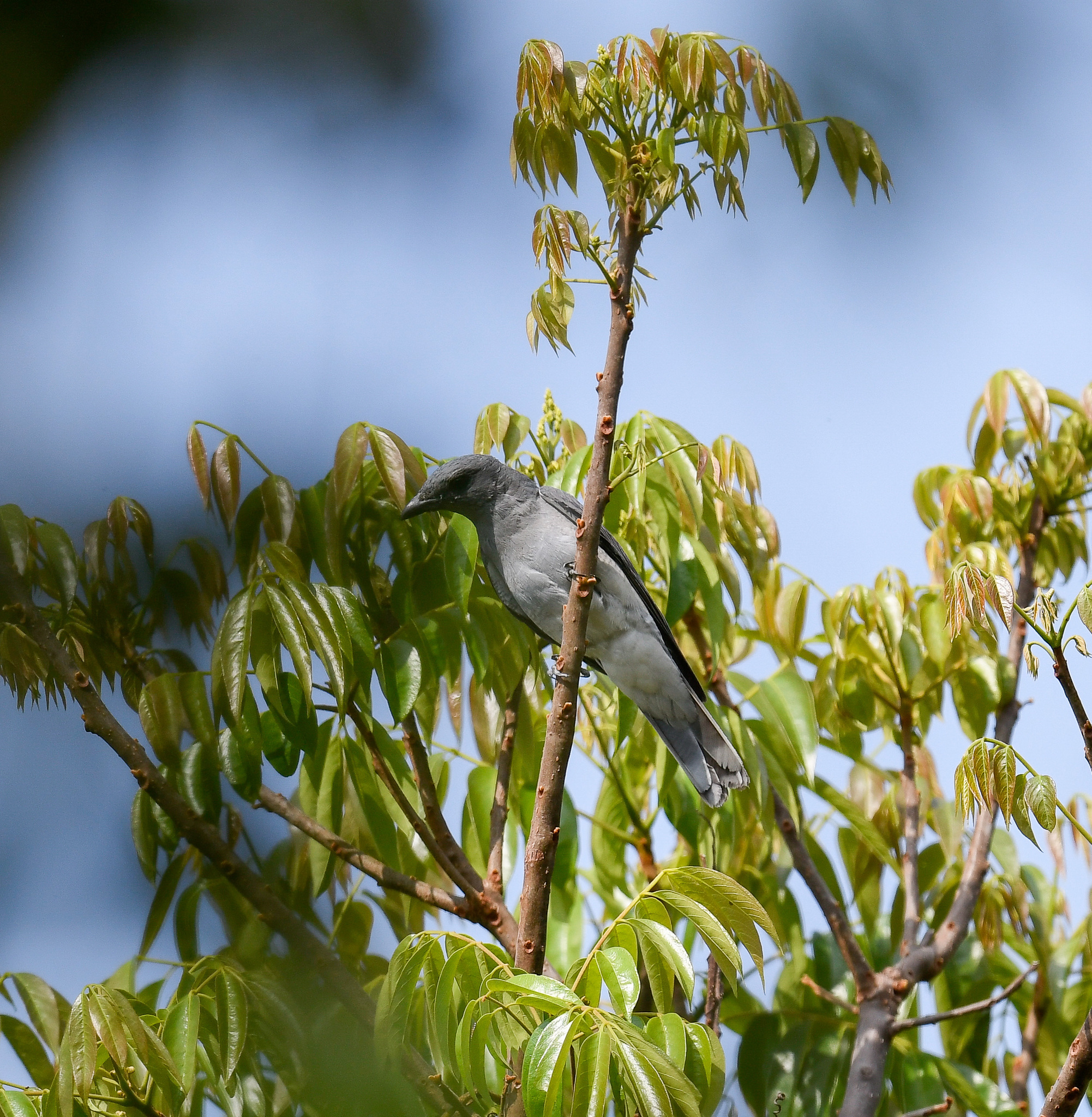 Oriental Cuckooshrike (Coracina javensis), photo 6
