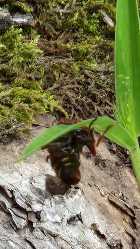 Polistes snelleni