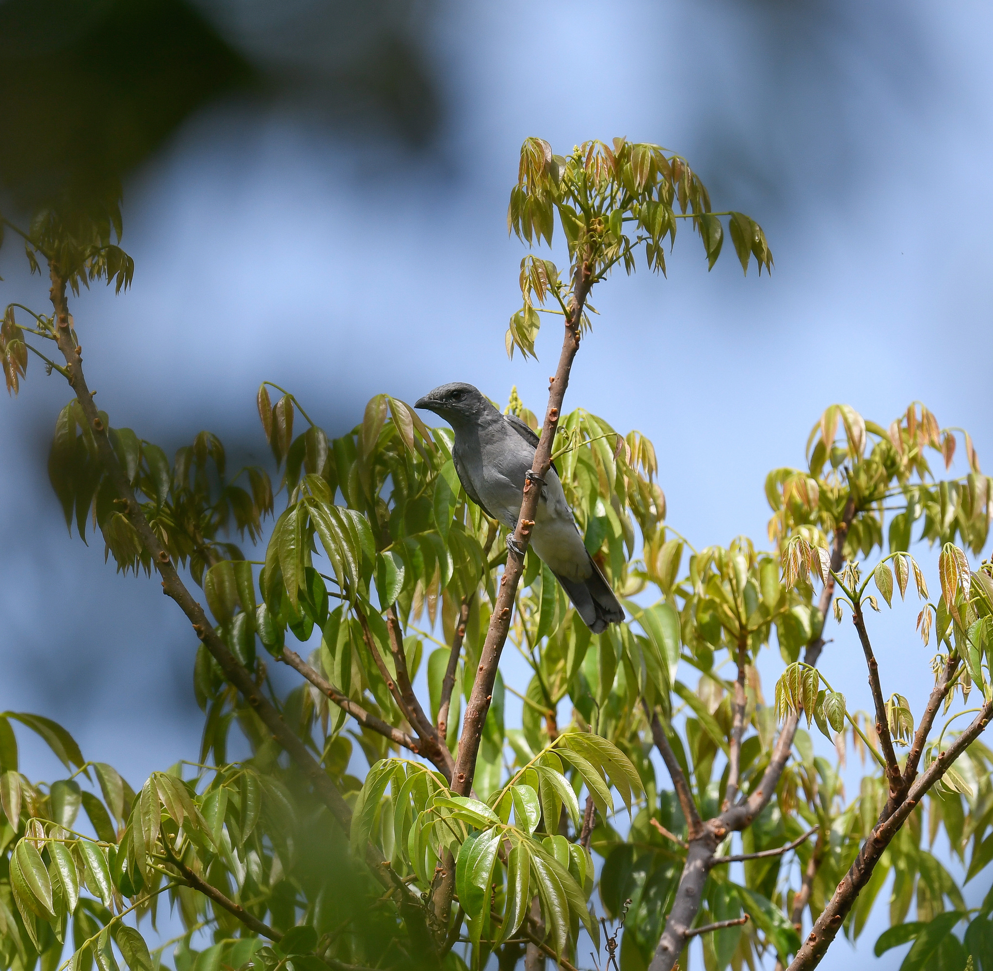 Oriental Cuckooshrike (Coracina javensis), photo 7