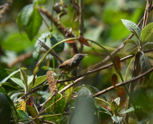 Rufous-crowned Prinia (Prinia khasiana), photo 5