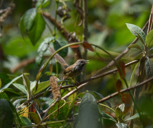 Black-throated Prinia (Prinia atrogularis), photo 2