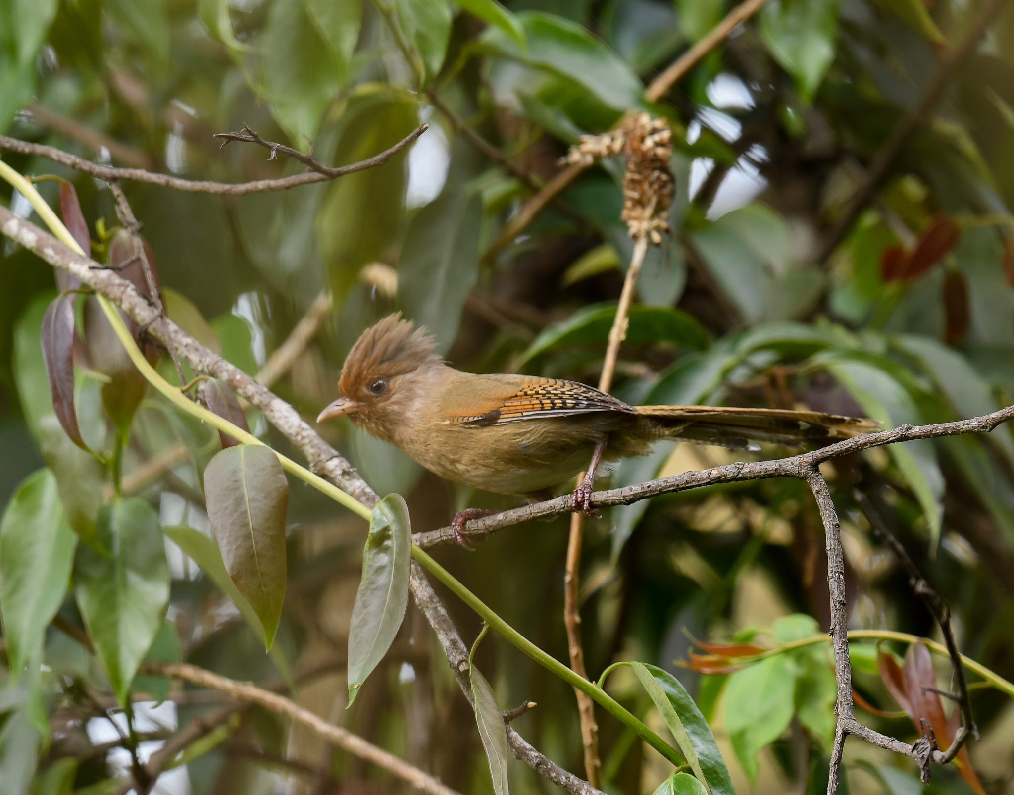 Rusty-fronted Barwing (Actinodura egertoni), photo 4