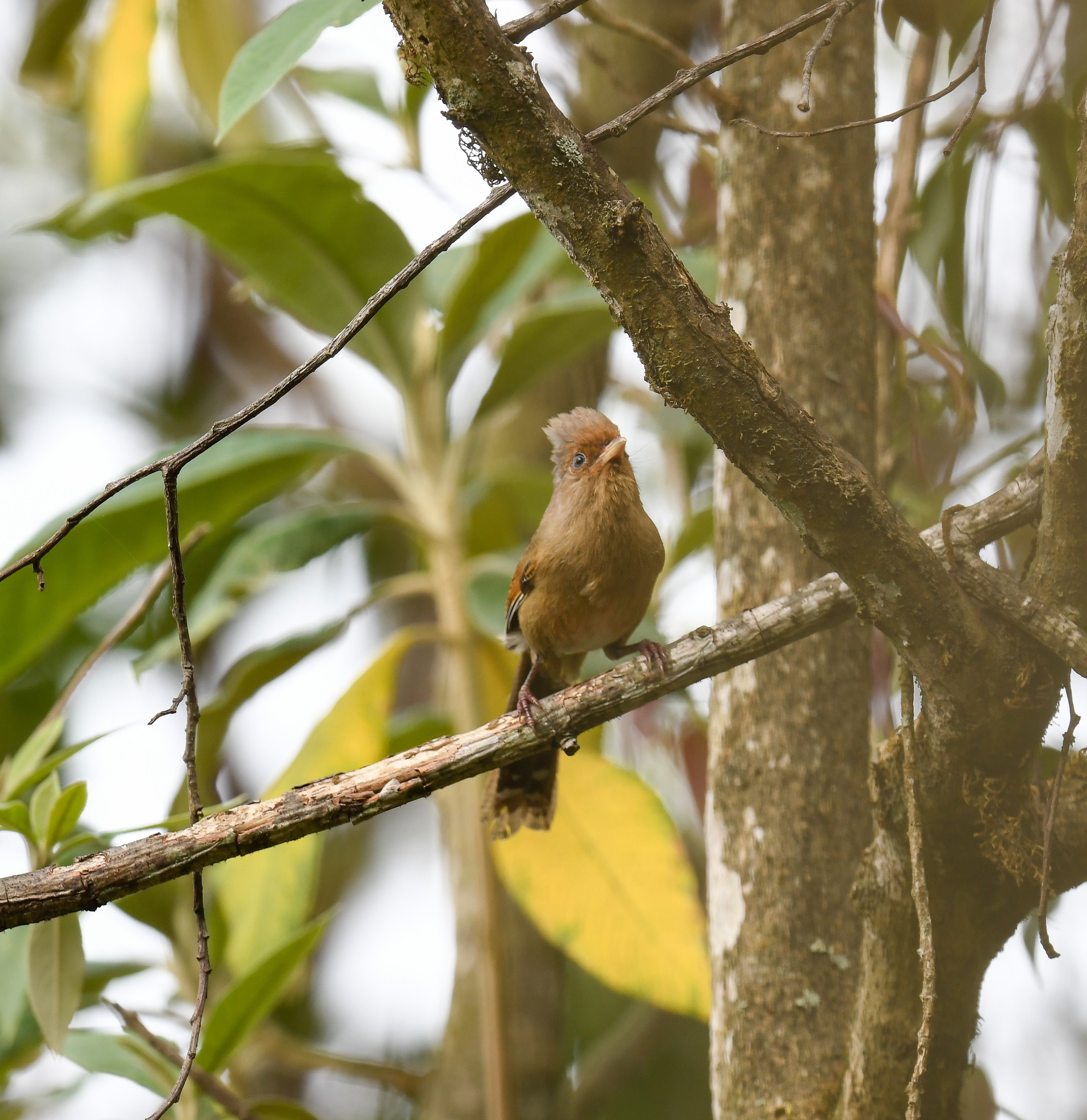 Rusty-fronted Barwing (Actinodura egertoni), photo 5