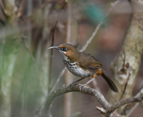 Spot-breasted Scimitar Babbler (Erythrogenys mcclellandi), photo 5