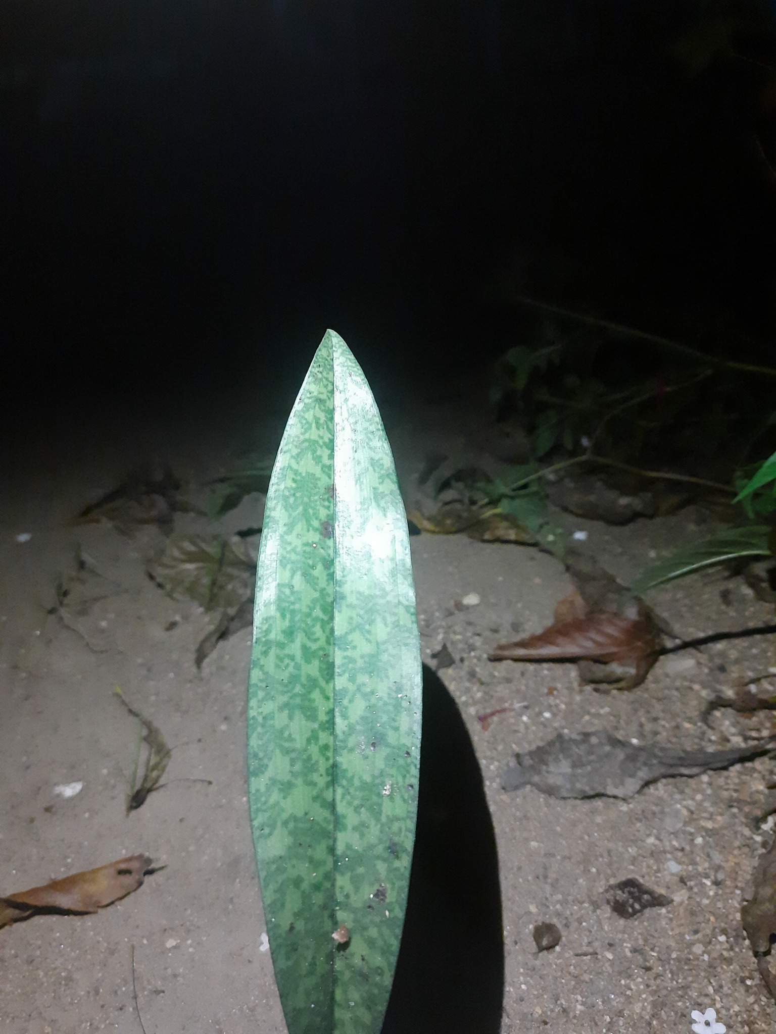 Eulophia maculata