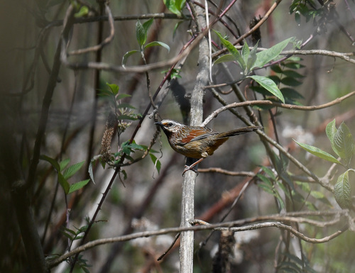 Striped Laughingthrush (Trochalopteron virgatum), photo 2