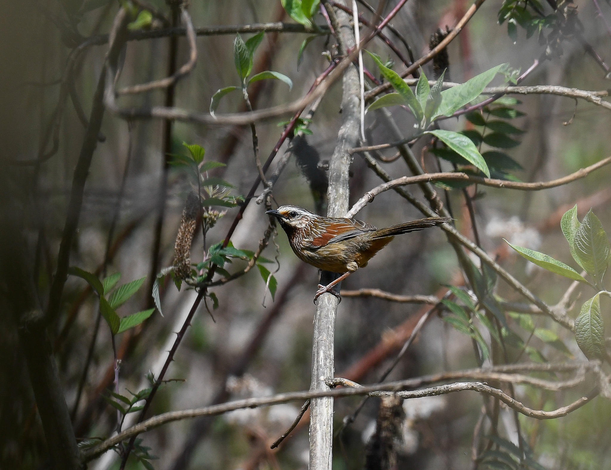 Striped Laughingthrush illustration