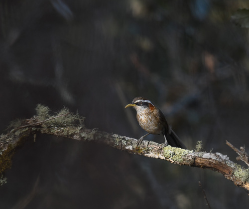 Streak-breasted Scimitar Babbler (Pomatorhinus ruficollis), photo 9
