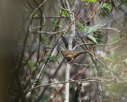 Striped Laughingthrush (Trochalopteron virgatum), photo 2