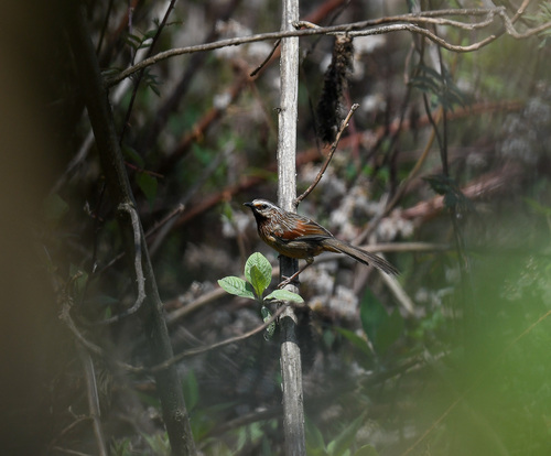 Striped Laughingthrush (Trochalopteron virgatum), photo 3