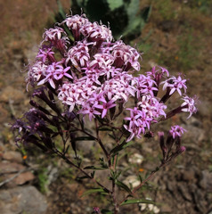 Stevia viscida