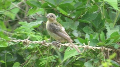 Cardinalidae