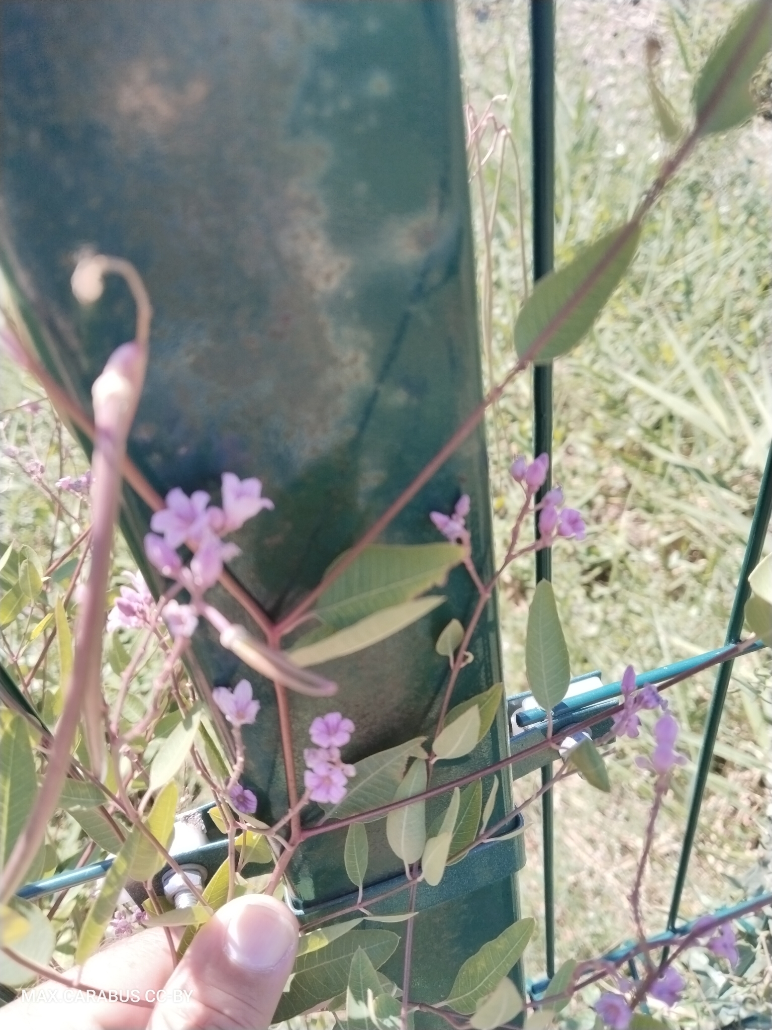 Lanceleaf Dogbane (Apocynum lancifolium)
