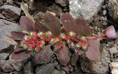 Euphorbia densiflora