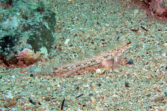 Istigobius hoesei