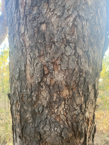 Corymbia latifolia observed 2025-08-04