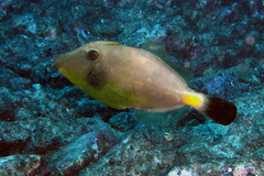 Meuschenia flavolineata