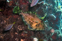 Scobinichthys granulatus