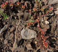 Euphorbia densiflora