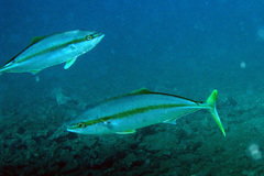 Seriola lalandi
