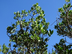 Phillyrea latifolia