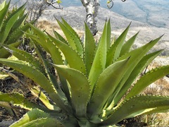 Agave scaposa