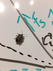 Halyomorpha halys