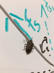Halyomorpha halys
